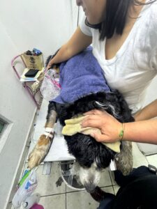 Denuncian matanza de perros por envenenamiento en Durango; responsabilizan al Club Campestre