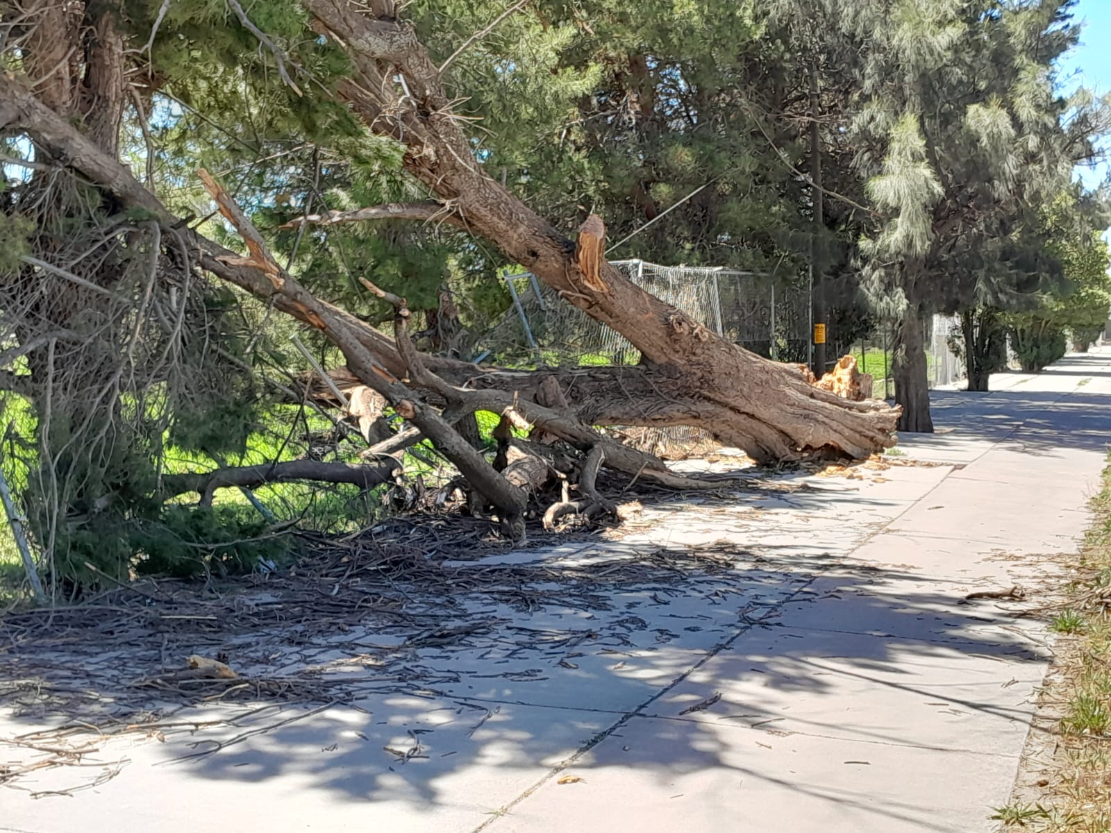 Rachas de viento de hasta 80 km/h golpean a la ciudad… vuelven a cerrar parques