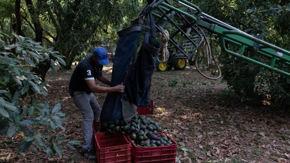 EU suspende las importaciones de aguacate mexicano y emite una alerta de seguridad contra Michoacán