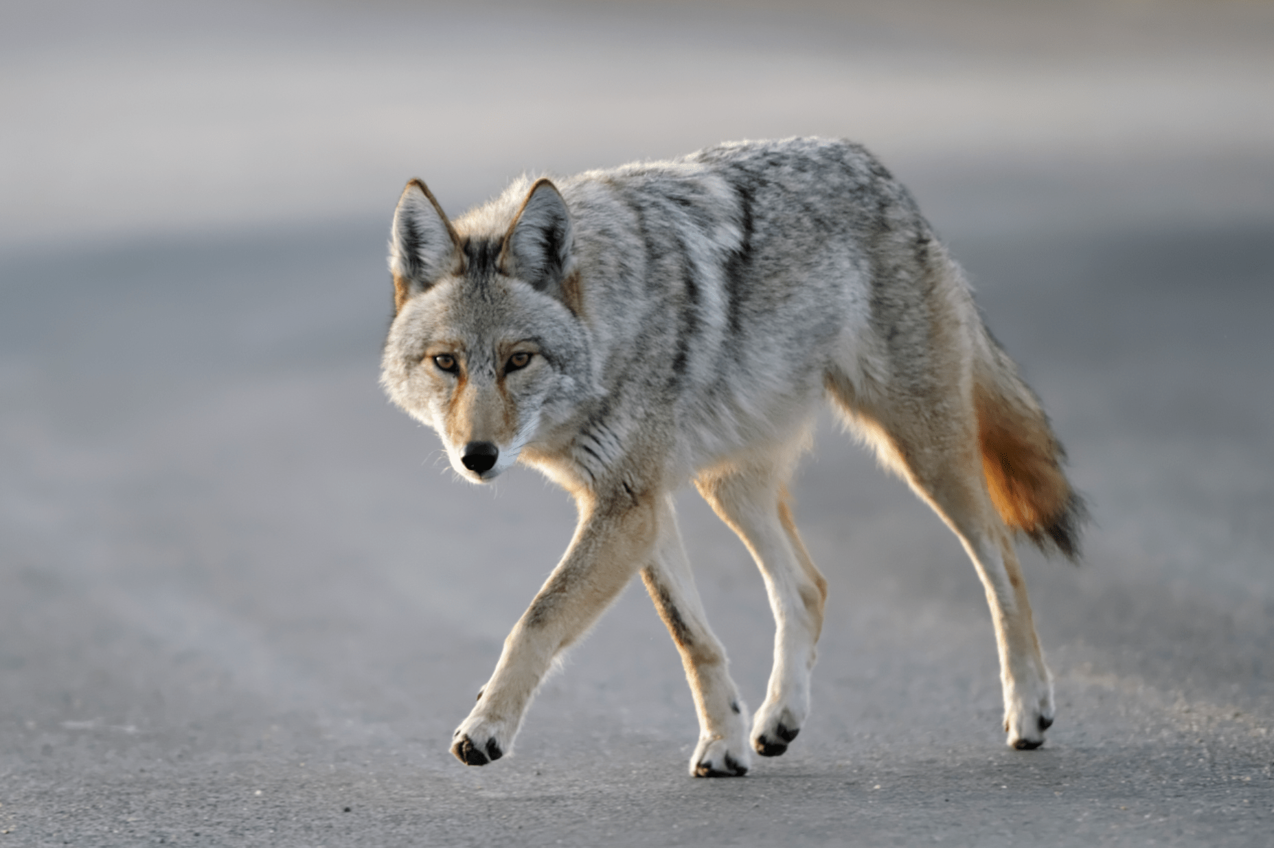 Coyotes se adueñan de las calles de Durango