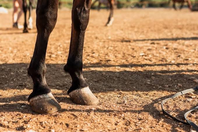 Niño de tres años en el hospital tras una patada de caballo