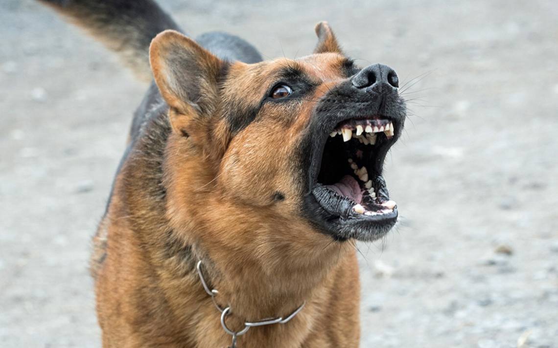 Perro ataca a niño de 5 años