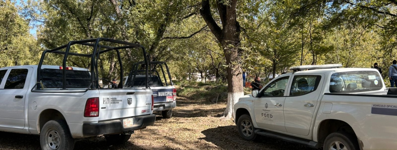 Muere hombre al caer de un nogal mientras cortaba nueces