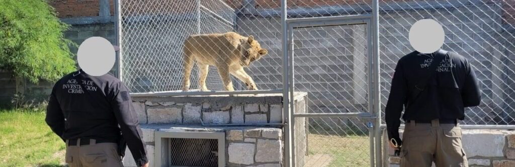 Rescatan a 22 animales exóticos en el ejido La Campana