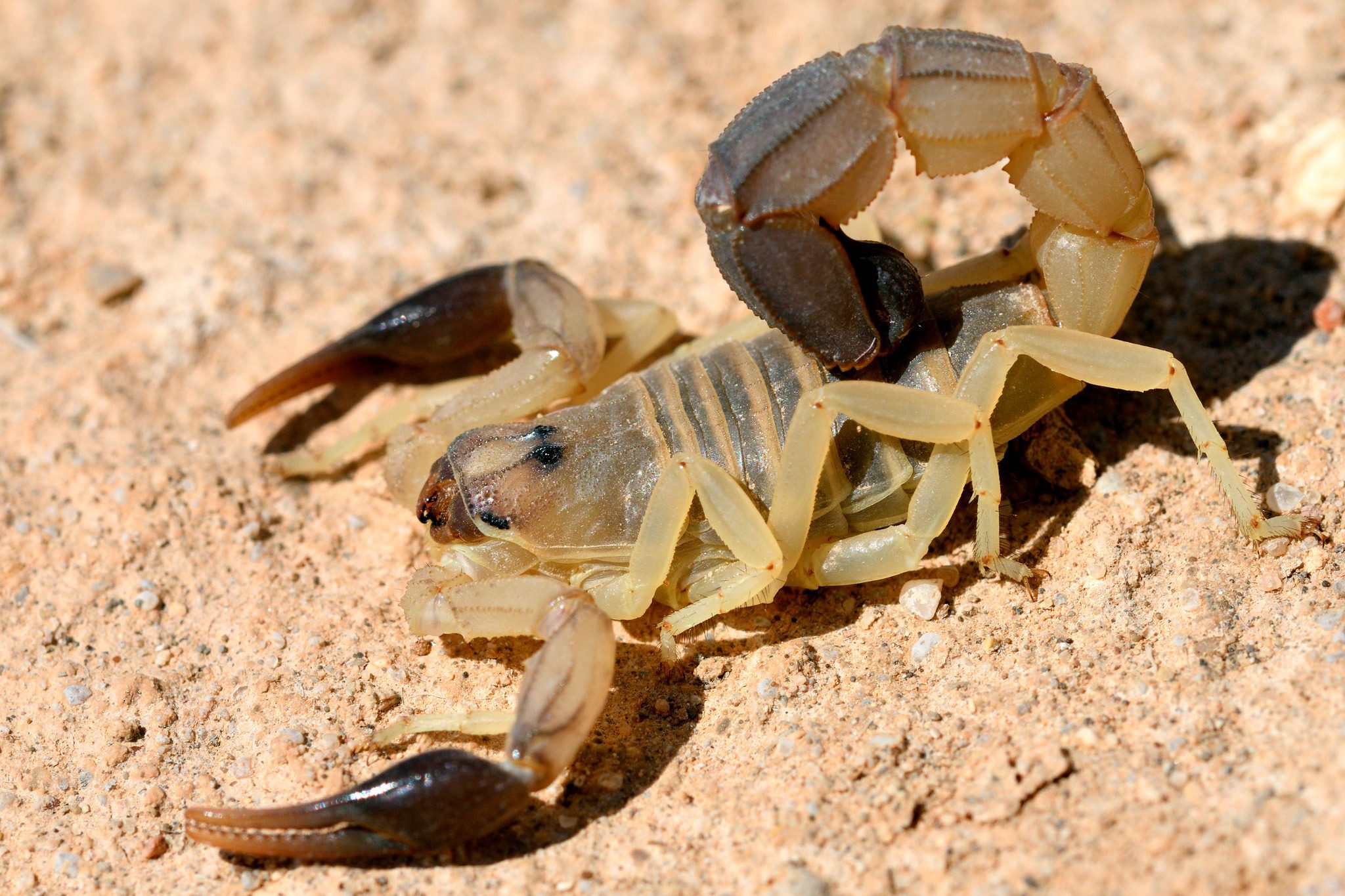 Pequeña de 8 años muere por picadura de alacrán en una parcela de su familia