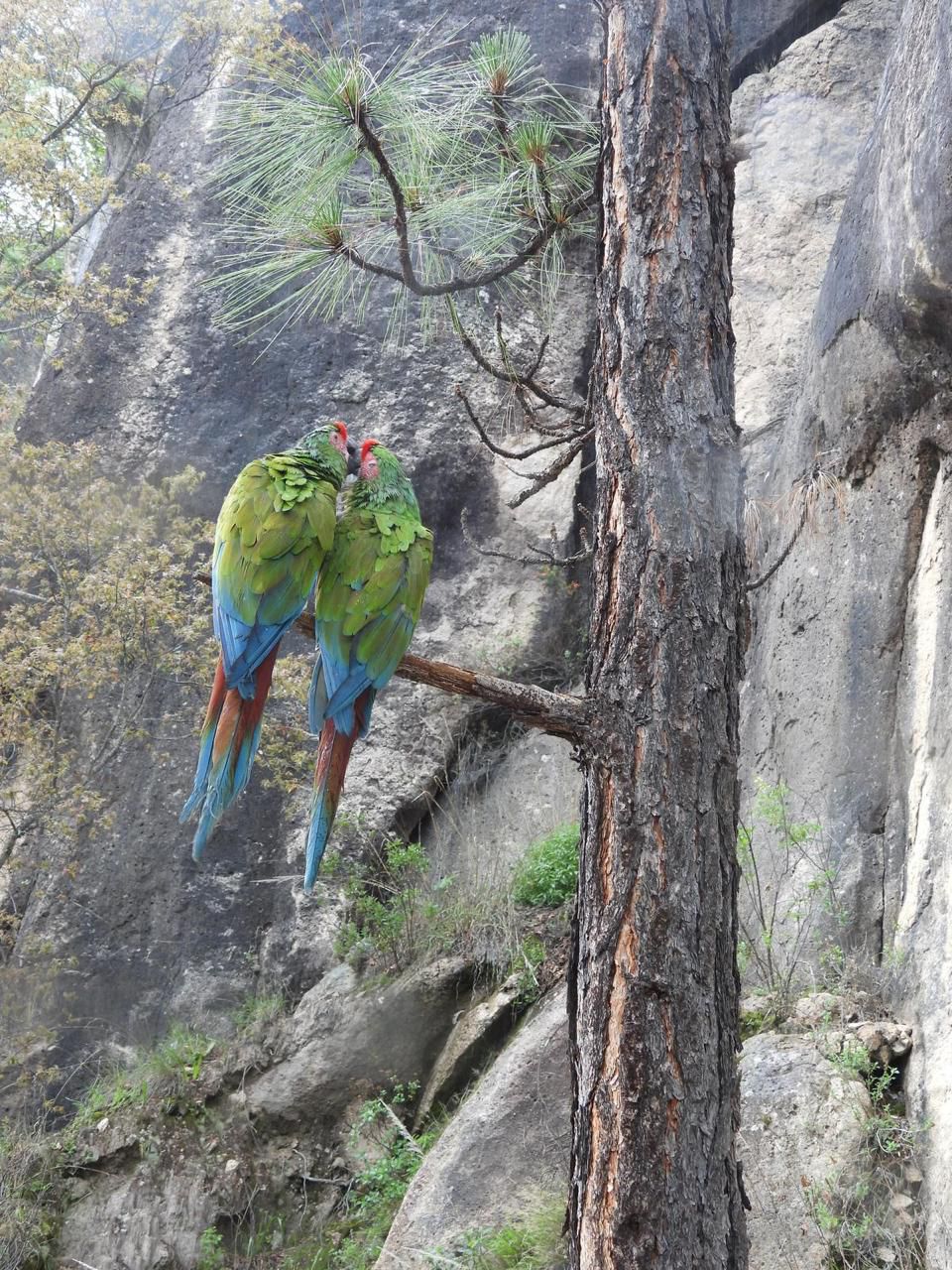 La Sierra de Durango, hogar de jaguares y guacamayas
