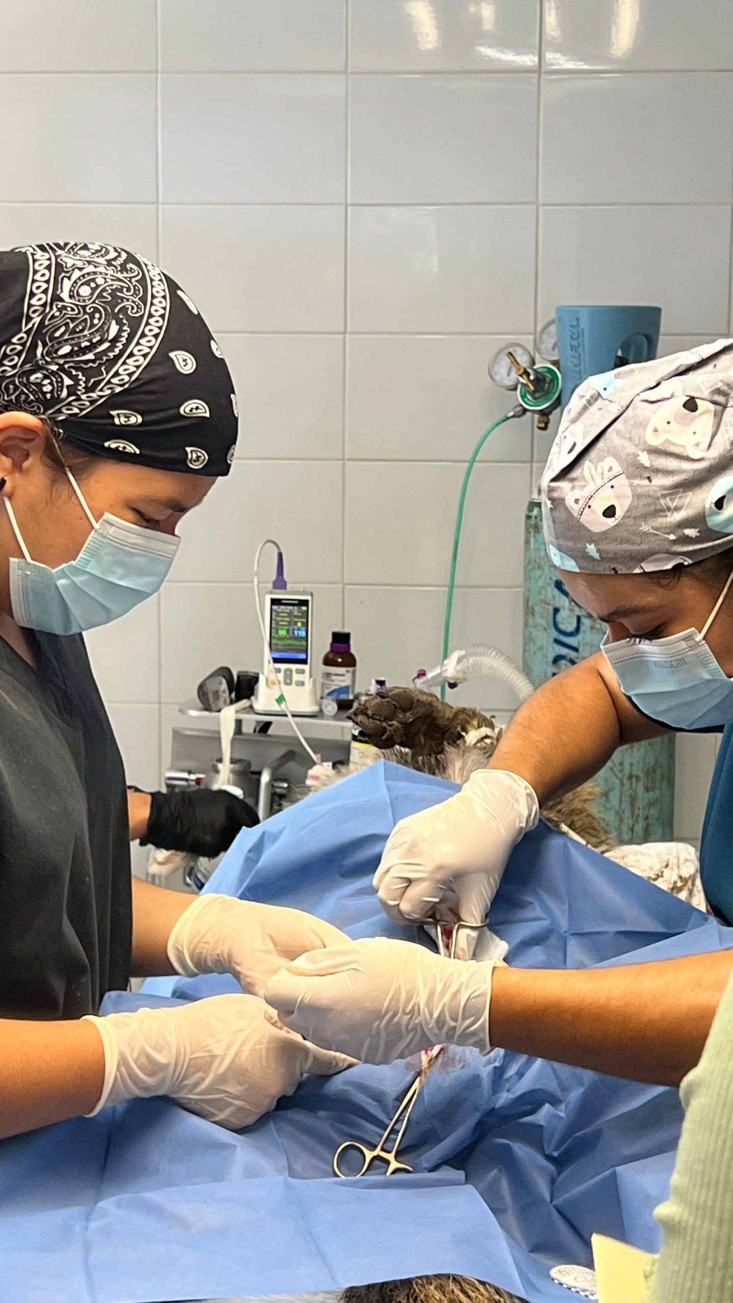 Chequeo bajo anestesia: así cuidan la salud de los lobos en el Zoológico Sahuatoba