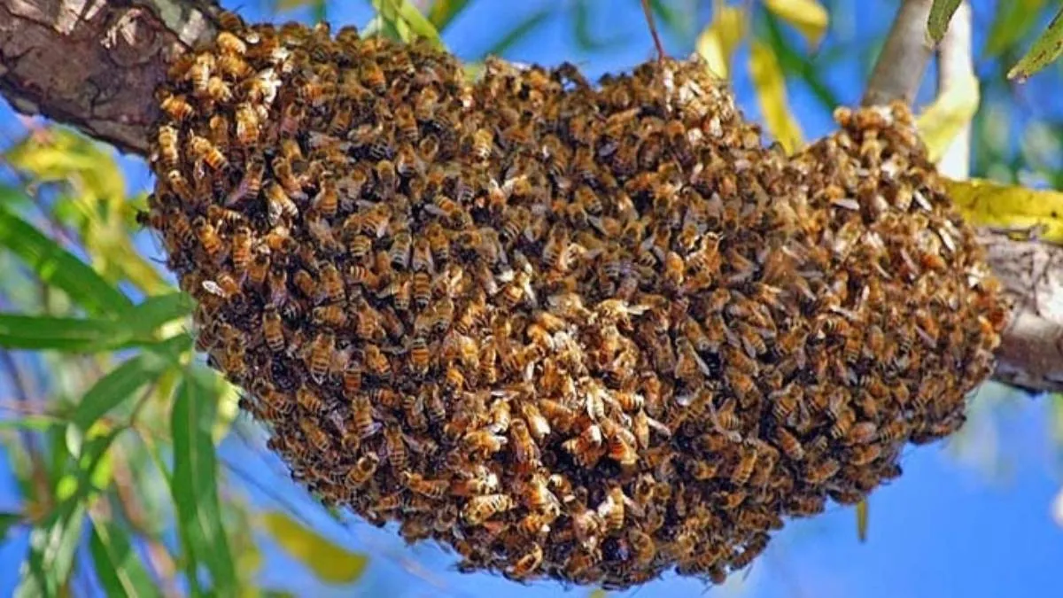 27 heridos y un caballo muerto por ataque de abejas en Poanas