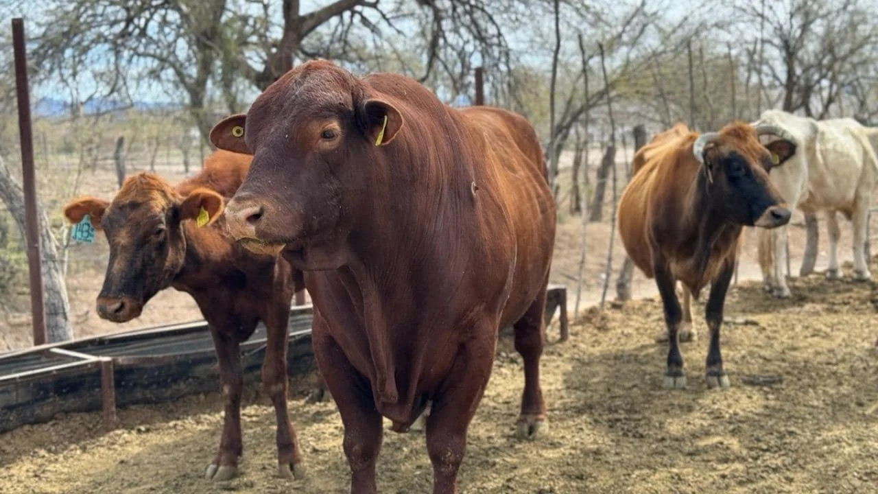 Durango pierde 9 millones al día por gusano barrenador