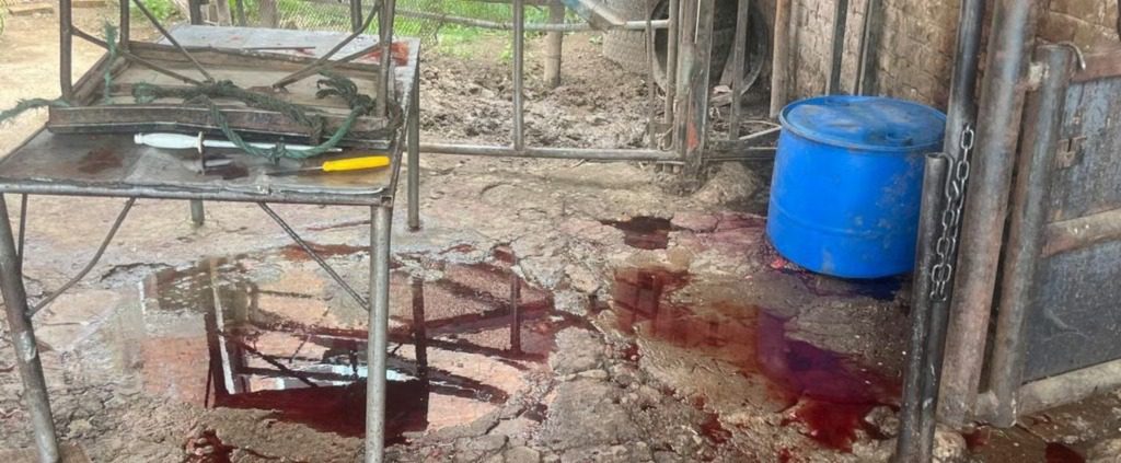 Imponen multa millonaria a rastro clandestino de vacas y caballos