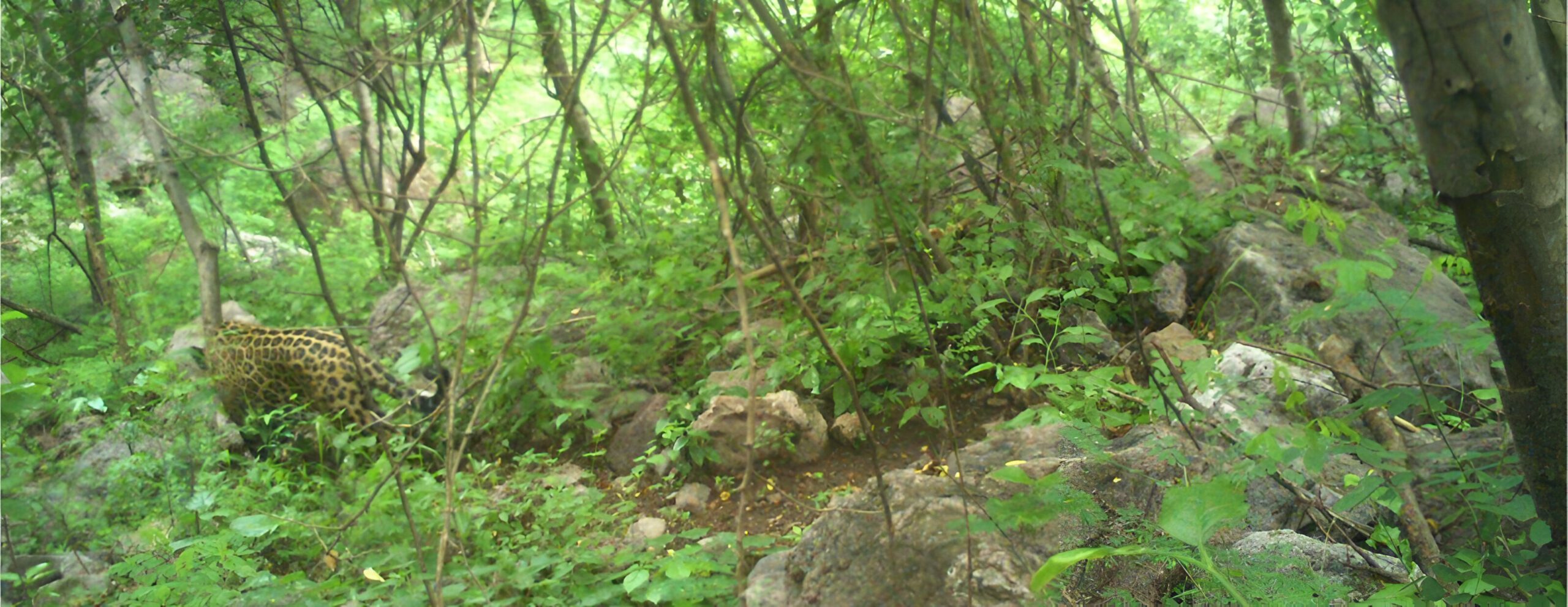 Cámaras trampa registran presencia de jaguar en bosques de Durango