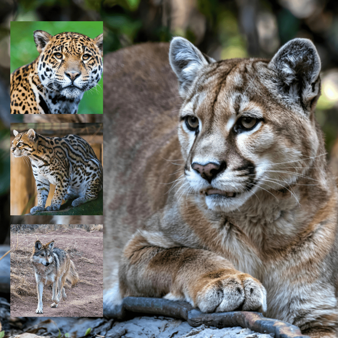 Especies emblemáticas de Durango, en peligro de extinción