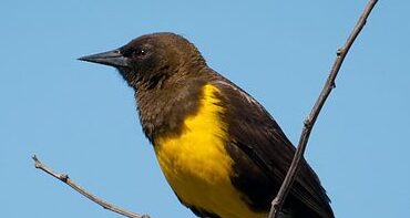 El tordo de pecho amarillo y su presencia estacional en la ciudad
