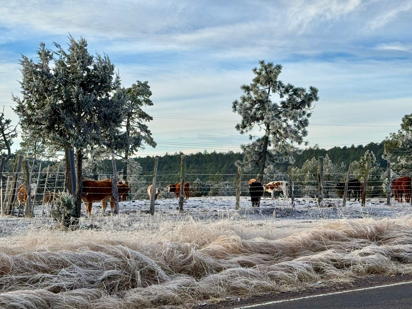 Fin de semana helado en Durango: se esperan vientos fuertes y temperaturas bajo cero