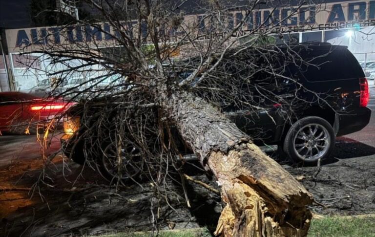 Árbol se desploma sobre una Tahoe en bulevar Domingo Arrieta