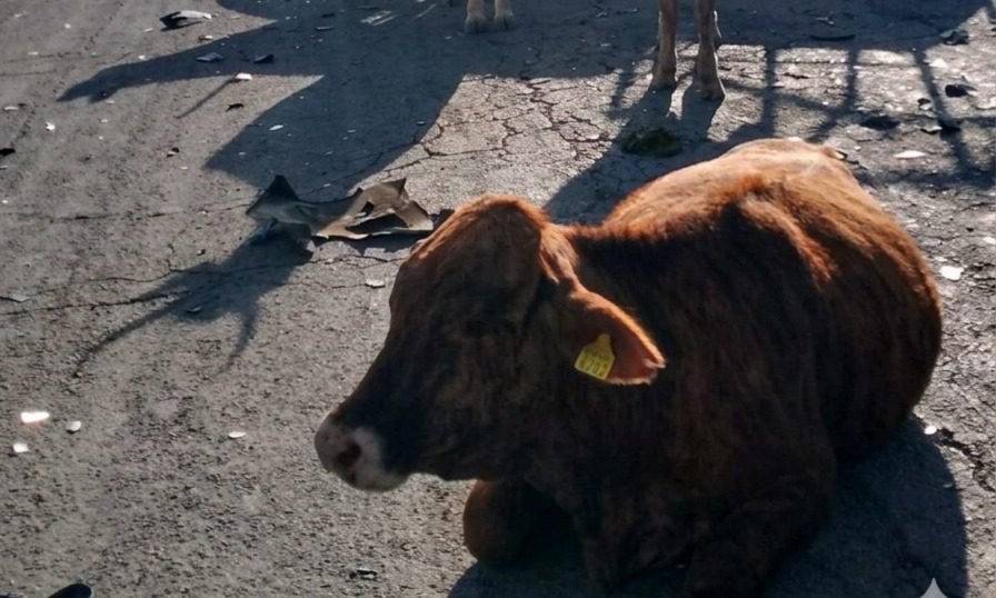 Motociclista choca contra una vaca; el animal muere y el joven está grave