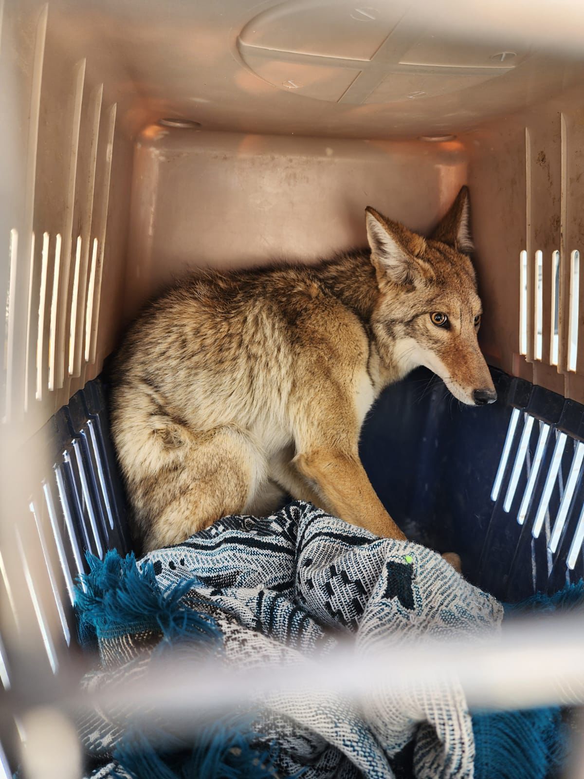 Rescatan coyote en colonia Milenio 450