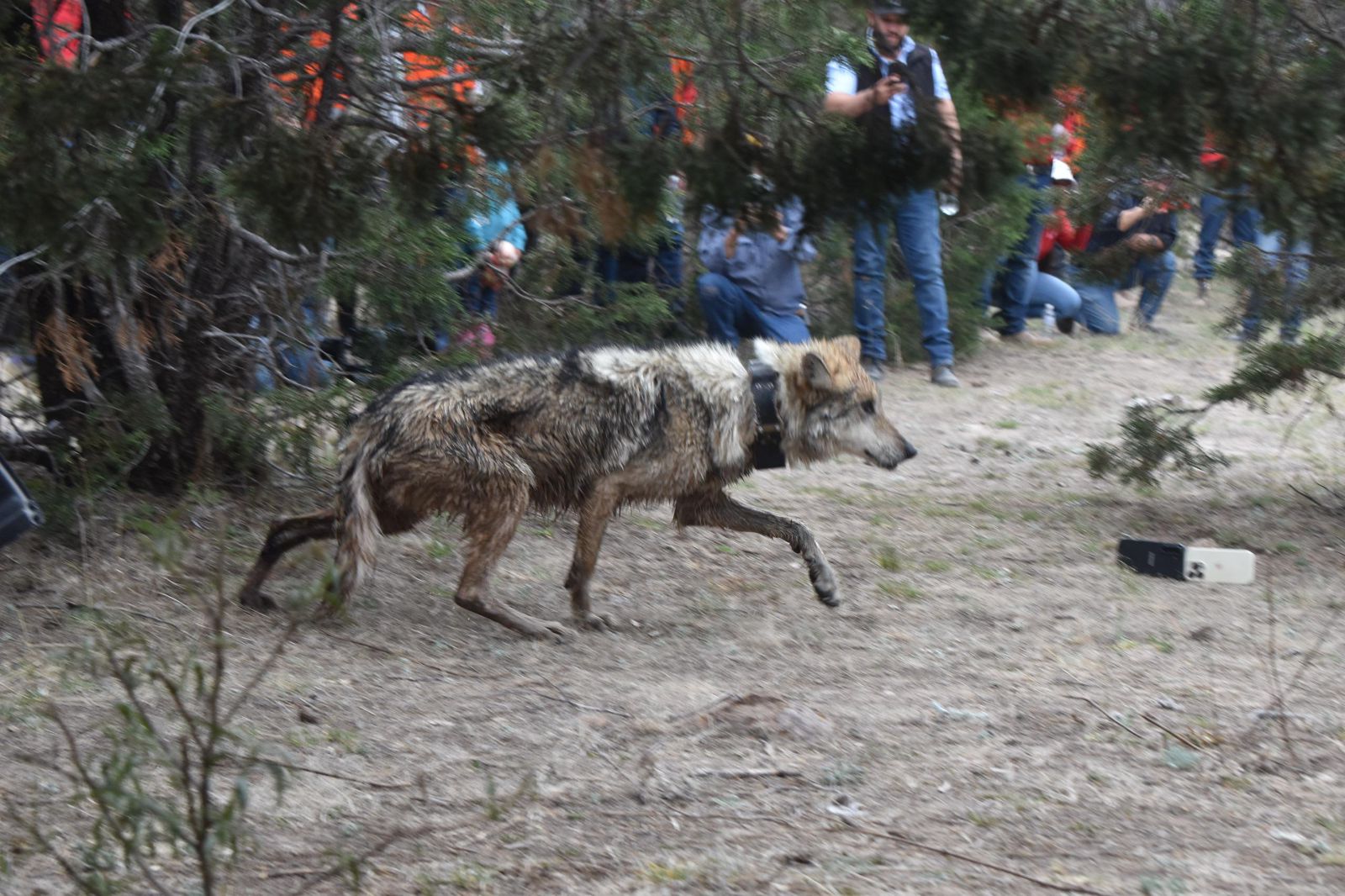 Regresa el lobo mexicano a Durango tras más de 50 años; liberan primera manada en su hábitat natural