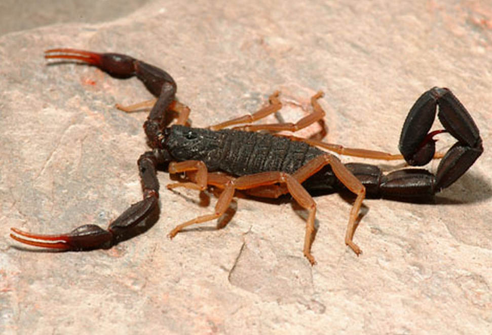 Muere adolescente tras picadura de alacrán en Pueblo Nuevo