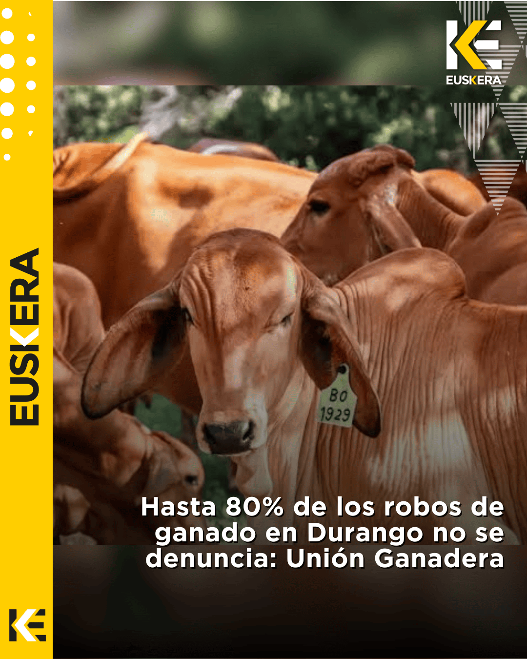 Hasta 80% de los robos de ganado en Durango no se denuncia: Unión Ganadera